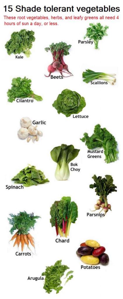 15 Shade tolerant vegetables