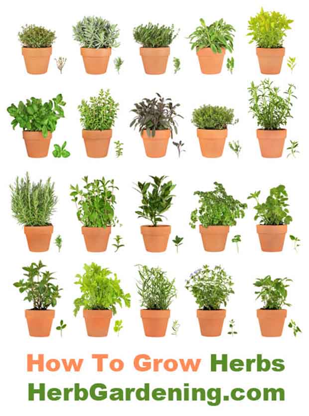 Learn How To Grow Your Own Herb Garden Indoors or Out!