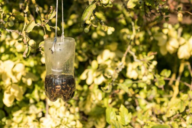 How to make your own wasp trap for free