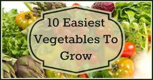 10 Easiest Vegetables To Grow At Home