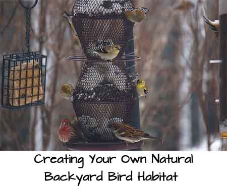 Creating Your Own Natural Backyard Bird Habitat