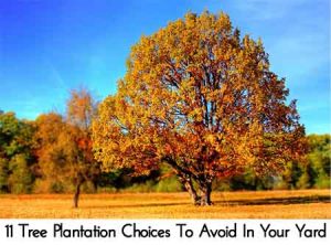 11 Tree Plantation Choices To Avoid In Your Yard