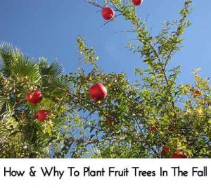 How & Why To Plant Fruit Trees In The Fall