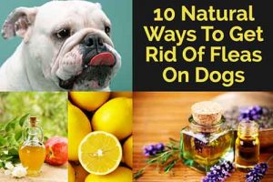 10 Natural Ways To Get Rid Of Fleas on Dogs