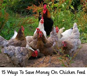 15 Ways To Save Money On Chicken Feed