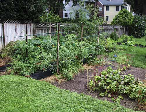  What Vegetables Should Not Be Planted Next To Each Other 