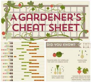 The Ultimate Gardners Cheat Sheet – Spring, Summer And Winter Gardening