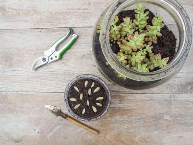 Propagating Succulents How To Tutorial 8490